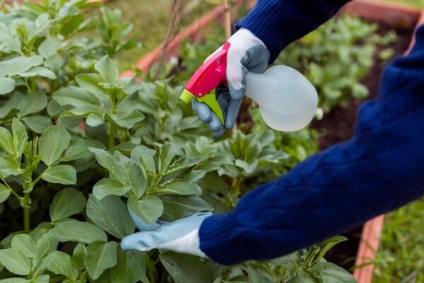 Foliar Feeding in Agriculture